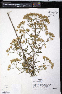 Kuhnia eupatorioides image