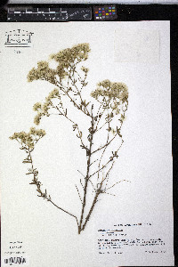 Kuhnia eupatorioides image