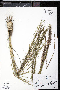 Liatris acidota image