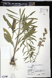 Liatris aspera image