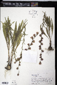 Liatris aspera image