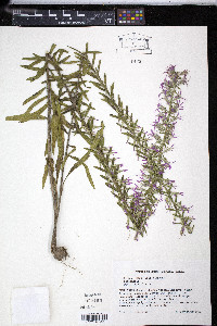 Liatris elegans image