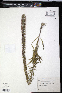 Liatris gracilis image