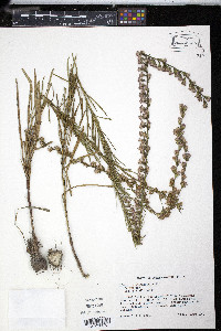 Liatris graminifolia image