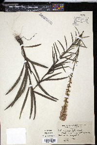 Liatris graminifolia image