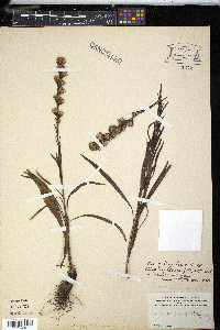 Liatris graminifolia var. smallii image