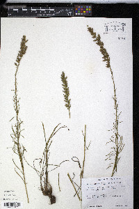 Liatris microcephala image