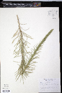 Liatris mucronata image