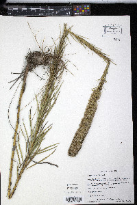 Liatris pycnostachya image