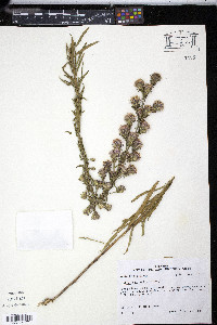 Liatris squarrulosa image