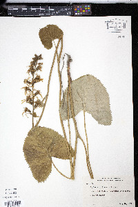 Image of Ligularia sibirica