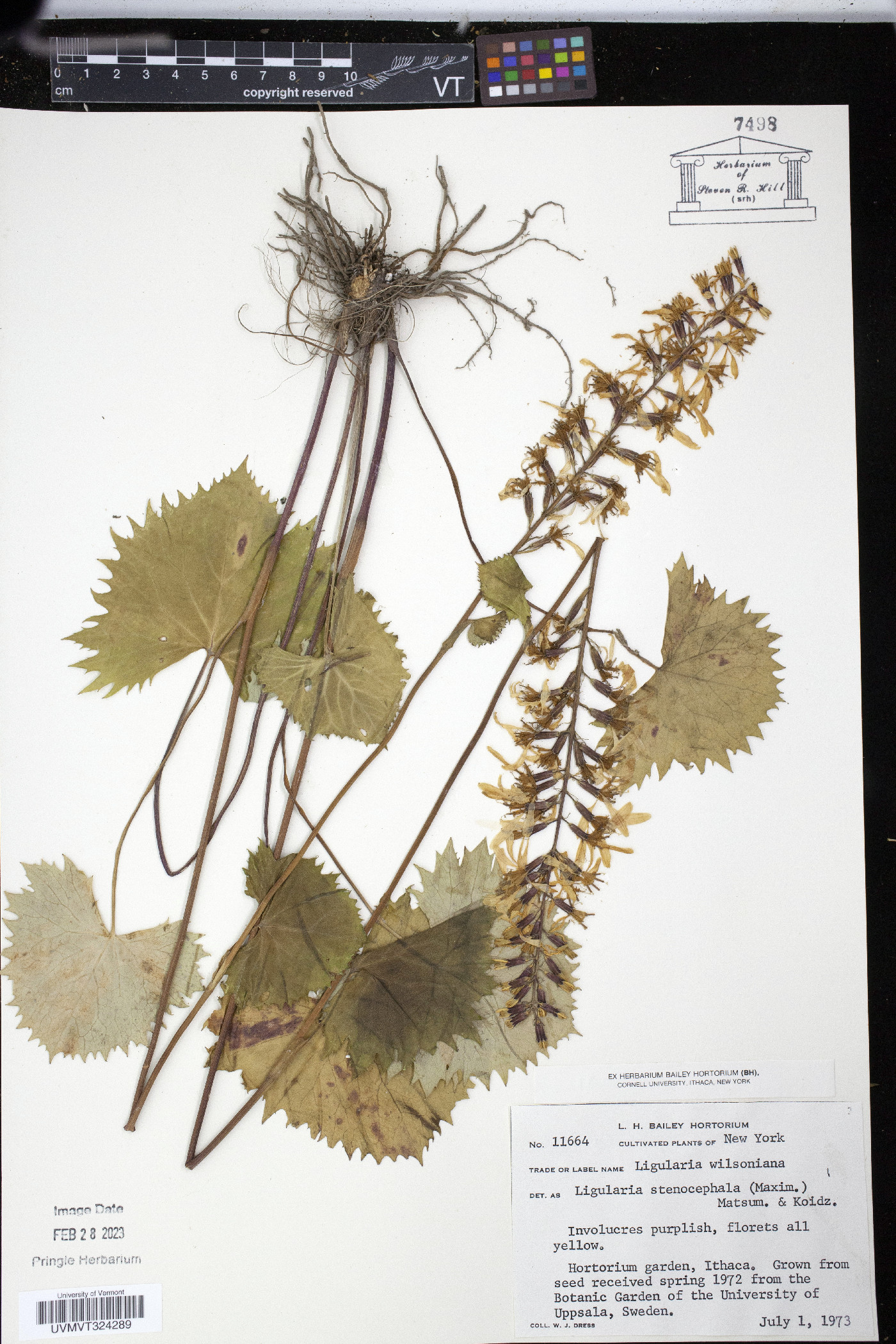Ligularia stenocephala image