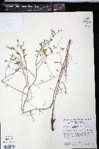 Lygodesmia tenuifolia image