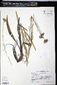 Marshallia graminifolia image