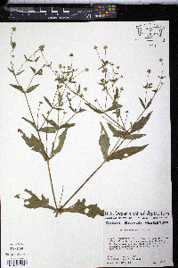 Melampodium gracile image