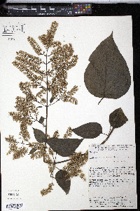 Mikania houstoniana image