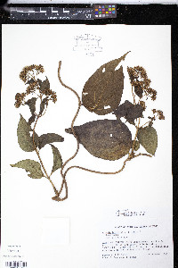 Mikania latifolia image