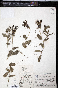 Mutisia spinosa image