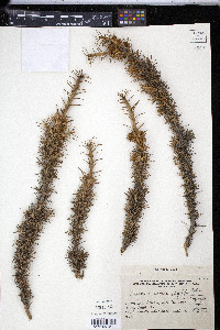 Nassauvia axillaris image