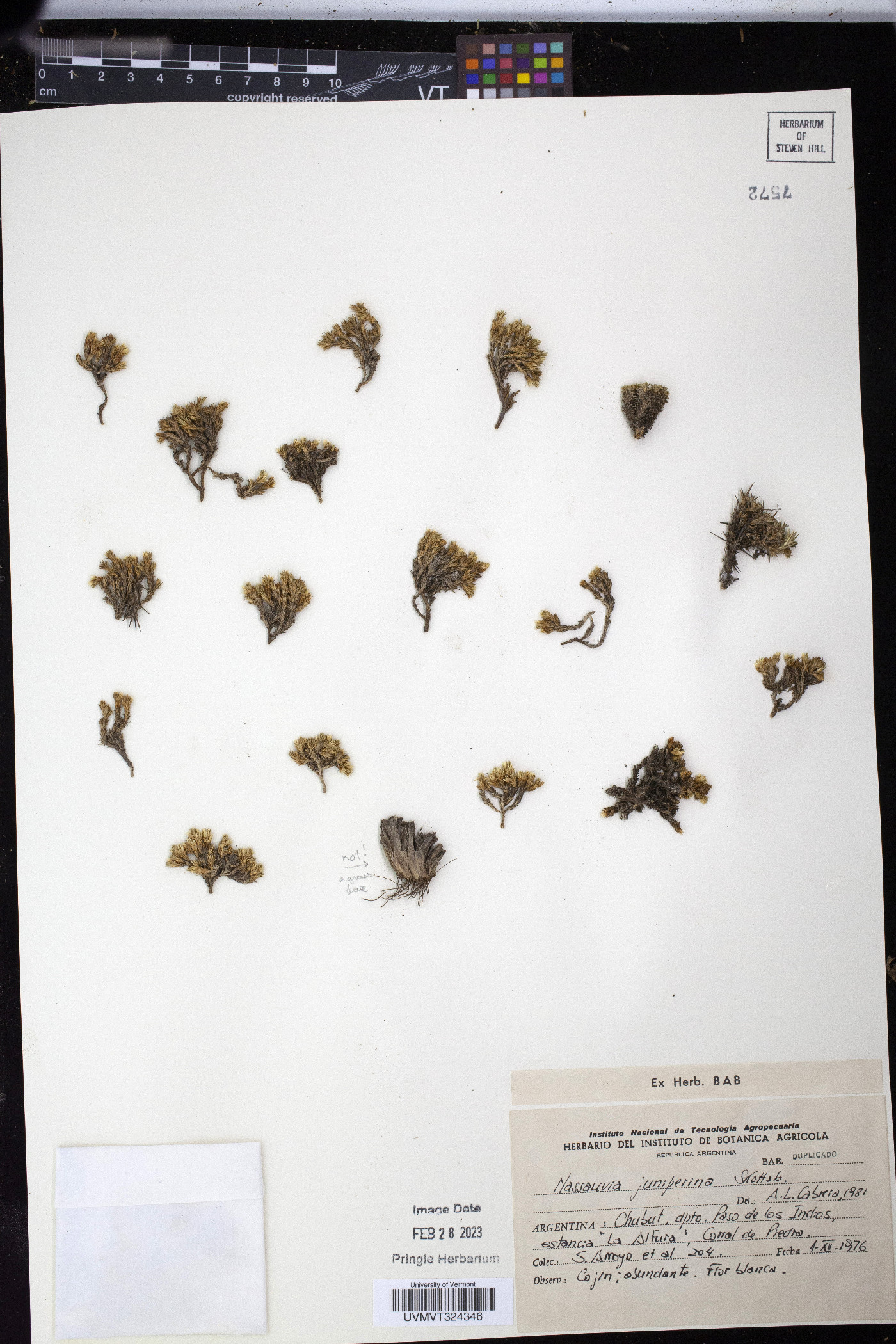 Nassauvia juniperina image