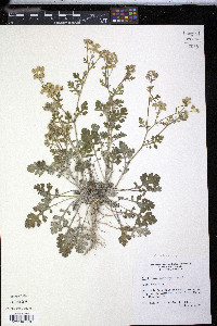 Parthenium confertum image