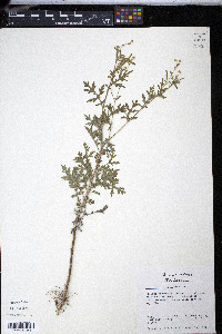 Parthenium hysterophorus image