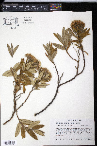 Monticalia andicola image