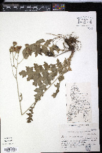 Perezia prenanthoides image