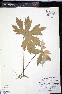 Petasites frigidus var. × vitifolius image