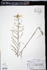 Phoebanthus tenuifolius image