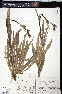 Picrosia longifolia image