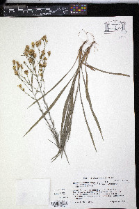 Pityopsis aspera image