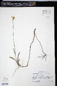 Pityopsis oligantha image