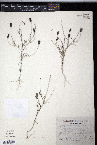 Porophyllum tagetoides image