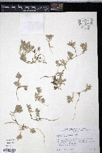 Psilocarphus brevissimus var. brevissimus image