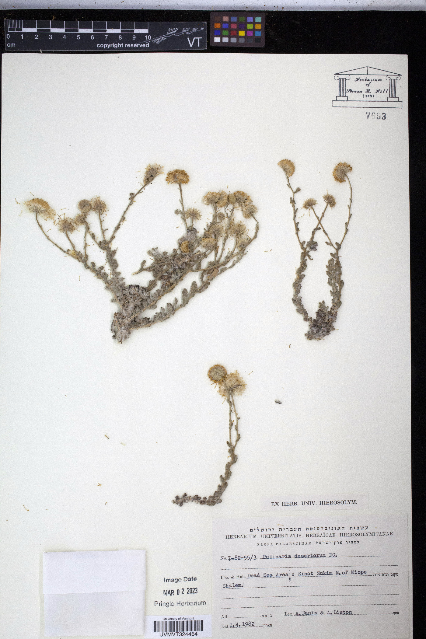 Pulicaria desertorum image
