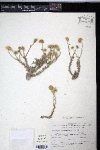 Image of Pulicaria desertorum