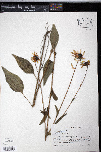 Rudbeckia fulgida image