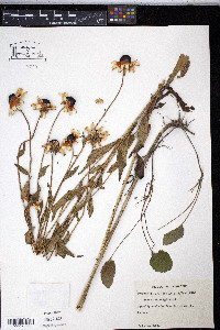 Rudbeckia fulgida image