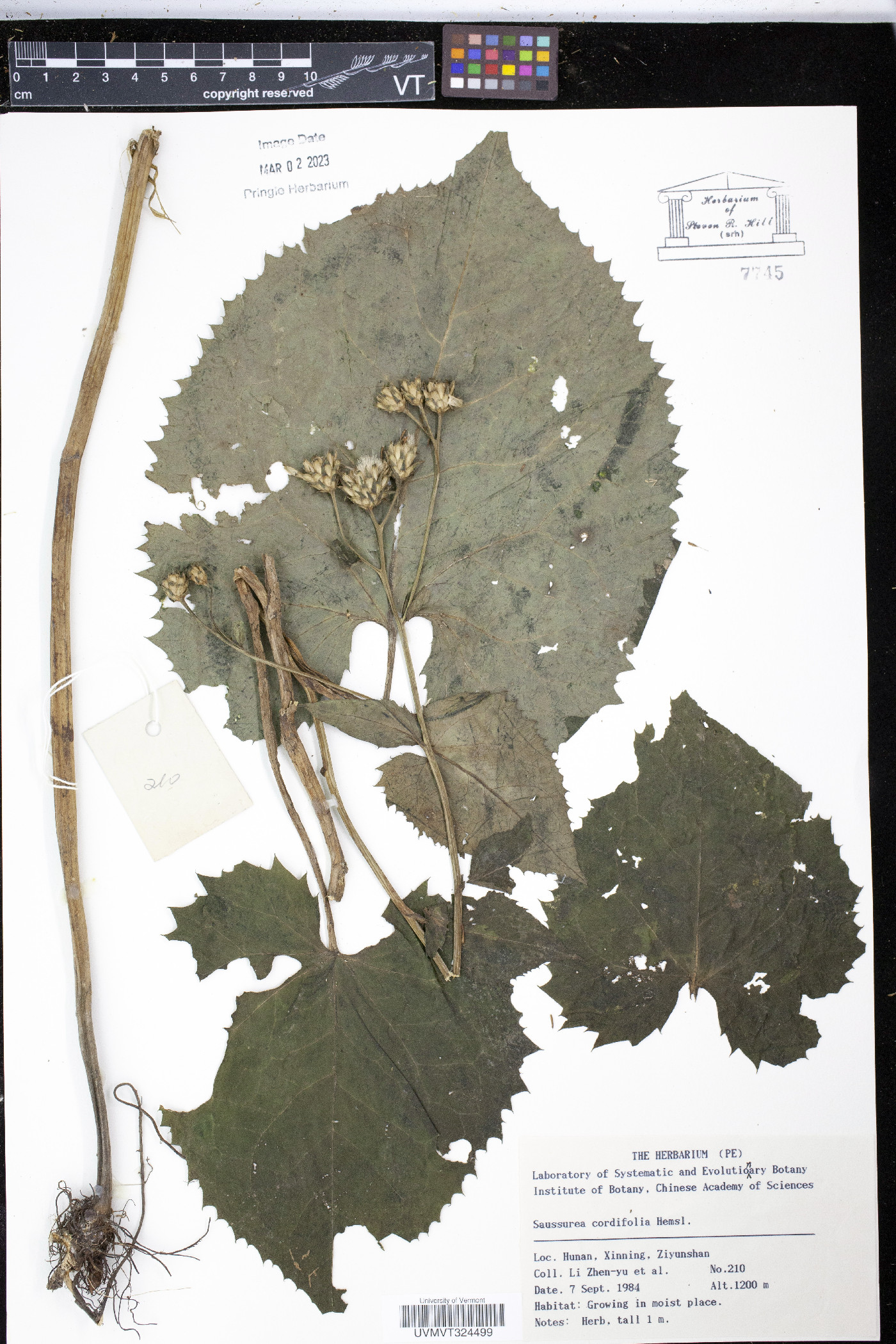 Saussurea cordifolia image