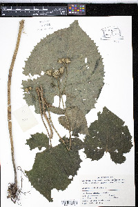 Image of Saussurea cordifolia
