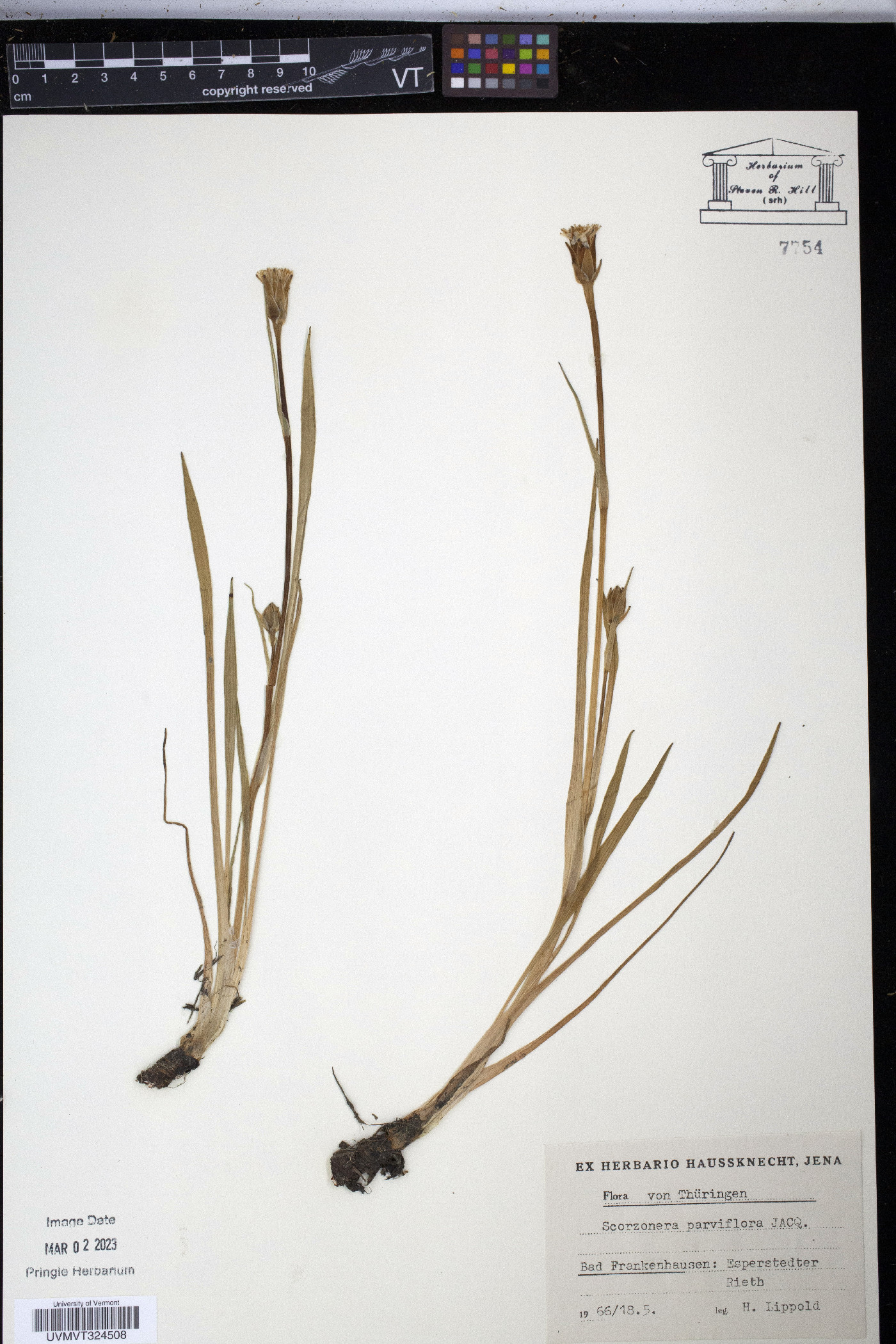 Scorzonera parviflora image