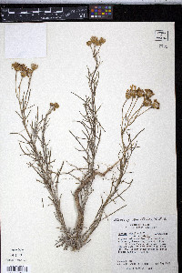 Senecio flaccidus image