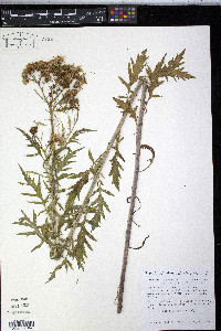 Senecio eremophilus var. kingii image