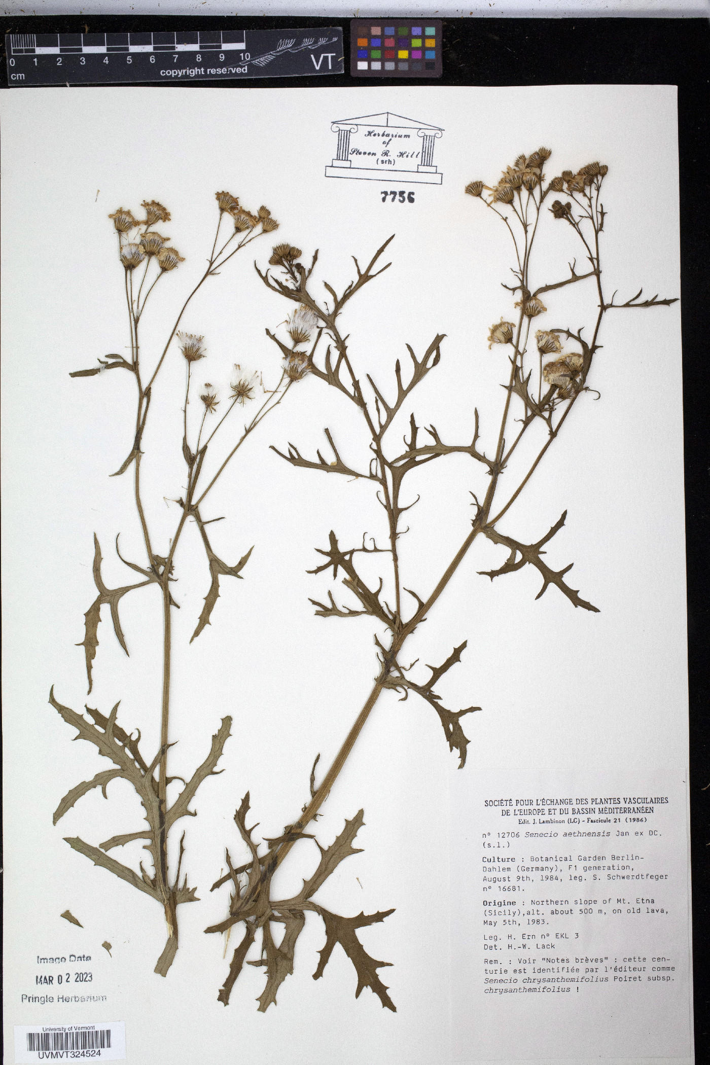 Senecio squalidus subsp. aethnensis image