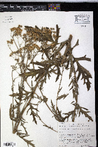 Image of Jacobaea argunensis