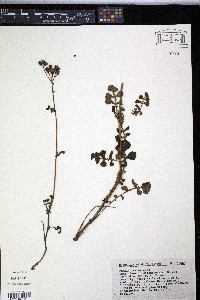 Senecio coahuilensis image