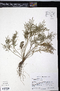 Senecio millefolium image