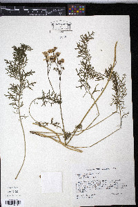 Senecio millefolium image