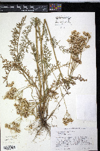 Senecio millefolium image